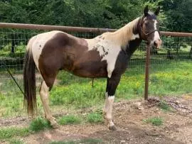 APHA Gelding